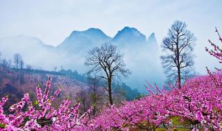 春季赏花的唯美句子 春季赏花的唯美句子